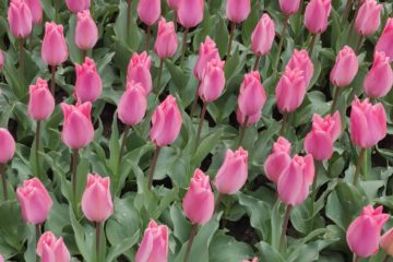 tulipes-printemps
