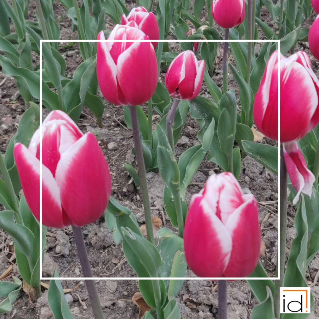 Variété-tulipe-fête